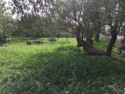 Stone-Built Country Estate in Modica 3