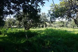 Tranquil Detached Villa with Spacious Land 8